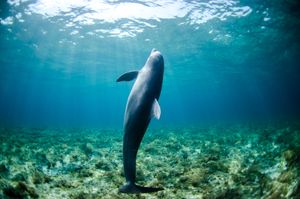 Shallow And Deep Learning